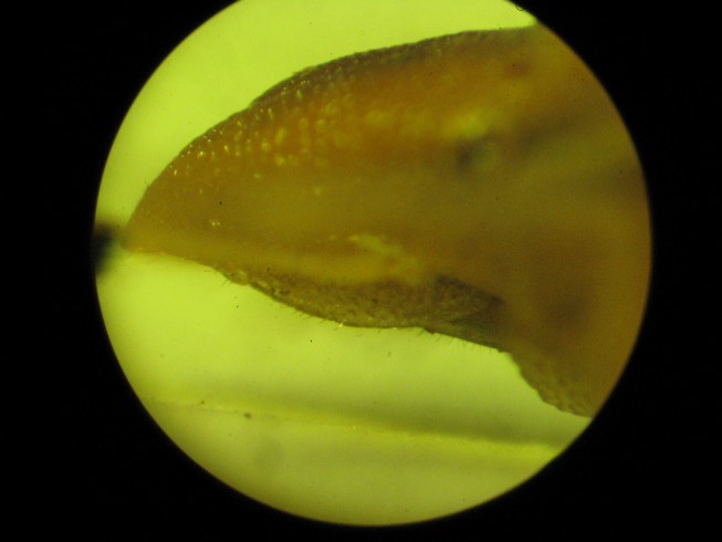 Aelia rostrata, A.germari, A.acuminata, A.klugi